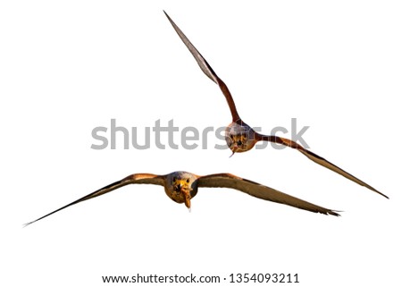 Awesome bird of prey in flight