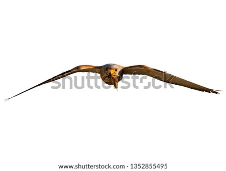 Similar – Awesome bird of prey in flight