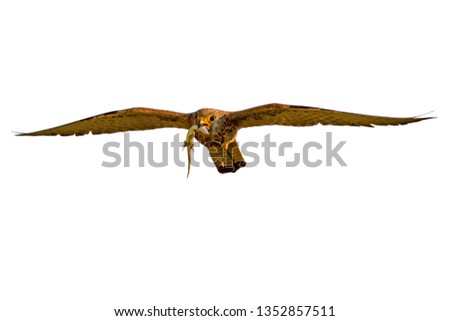 Similar – Awesome bird of prey in flight