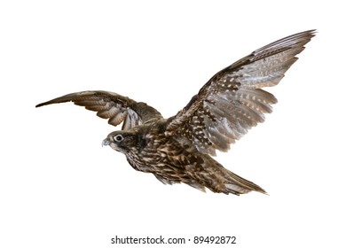 Flying Falcon Isolated On A White Background