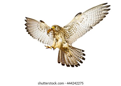 Flying falcon. Landing bird. Isolated bird. White background. Bird: Lesser Kestrel. Falco naumanni.