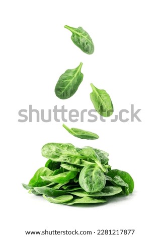 Flying, Falling Spinach Leaves Isolated, Fresh Baby Spinacia Oleracea, Leafy Green Vegetable, Falling Spinach Leaves on White Background