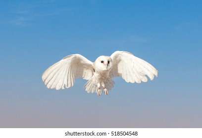 Male Barn Owl Images Stock Photos Vectors Shutterstock