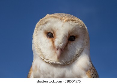 Male Barn Owl Images Stock Photos Vectors Shutterstock