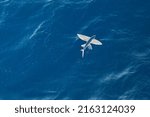 Flying fish is flying above ocean surface