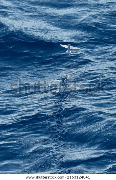 Flying fish is flying\
above ocean surface