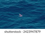 Flying fish gliding over the sea, Makassar Strait(Cypselurus oligolepis)