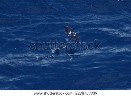 flying fish over the deep blue water of Atlantic ocean
