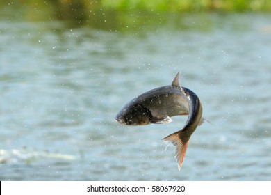 flying fish over the river