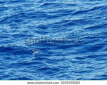 Flying fish (Scientific : Exocoetidae), a family of marine fish in the order Beloniformes class Actinopterygii, flying like a bird