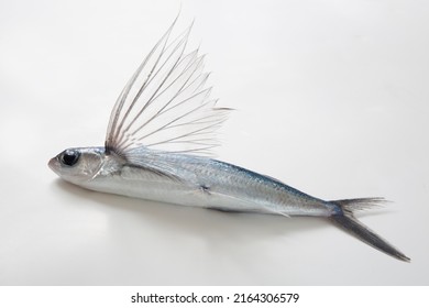 Flying Fish, Studio Shot On White Background