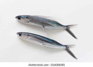 Flying Fish, Studio Shot On White Background