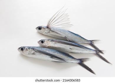 Flying Fish, Studio Shot On White Background