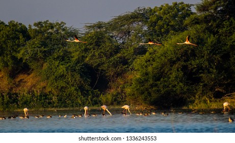 Flying Flamingos Flying High In The Colorful Sky..migratory Birds Flying In The Early Morning Sky At Thol Bid Sanctuary, Gujarat, India.