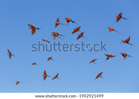 Similar – Rosa Flamingos fliegen durch den Himmel von Guajira Kolumbien.