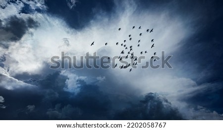 Similar – Migratory birds in the evening sky