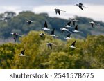 Flying flock of The black-necked stilt (Himantopus mexicanus) is a locally abundant shorebird of American wetlands and coastlines. River Tarcoles, Wildlife and birdwatching in Costa Rica.