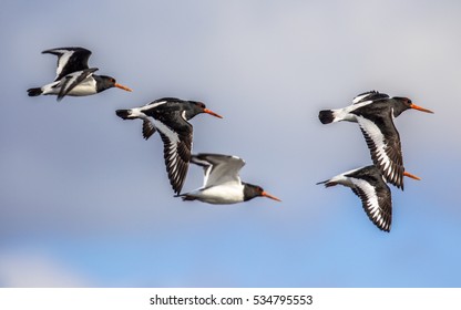 flight catcher number