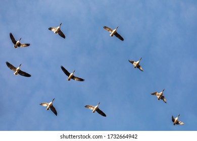 Flying Flock Of Greylag Goose (Anser Anser), Bird Migration In The Hortobagy National Park, Hungary, Puszta Is Famouf Ecosystems In Europe And UNESCO World Heritage Site