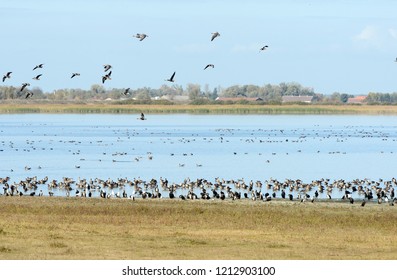Flying Flock of greylag goose flying around  on Guelper lake in Havelland Germany. Autumn bird migration. - Shutterstock ID 1212903100