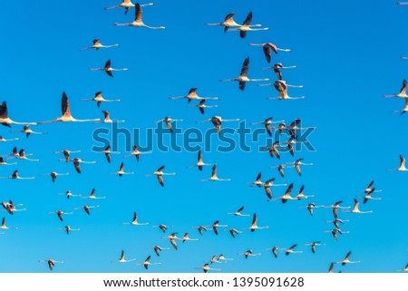 Similar – Rosa Flamingos fliegen durch den Himmel von Guajira Kolumbien.