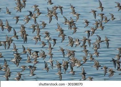 Flying flock of sandpipers