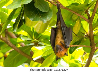 Flying Fox