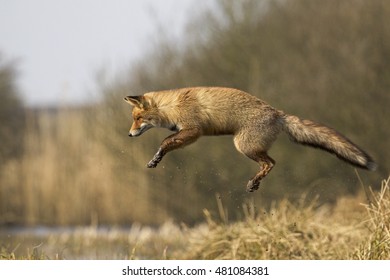 Flying fox.