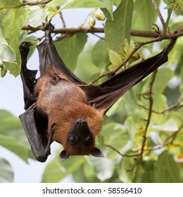 Flying Fox