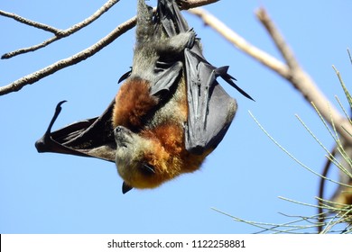 Flying Fox With Baby In Sydney