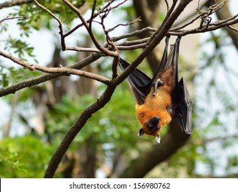 Flying Fox Bat