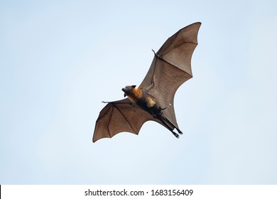 Flying Fox Bat And Baby Flying In Blu Sky