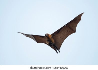 Flying Fox Bat And Baby Flying In Blu Sky