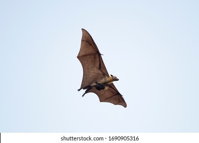 Flying Fox Bat And Baby Flying In Blu Sky