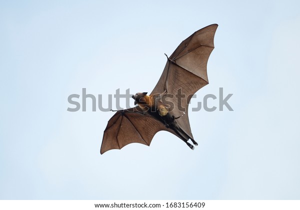 Flying fox bat and\
baby flying in blu sky