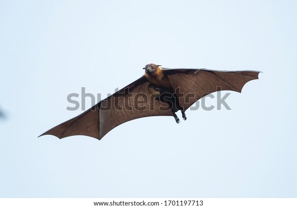 Flying fox bat and\
baby flying in blu sky