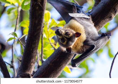 Flying Fox, Cairns, Australia