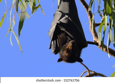 Flying Fox Fruit Bat Population In Hervey Bay Queensalnd Australia