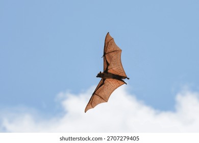 The flying fox, a fruit eater, is native to Southeast Asia.