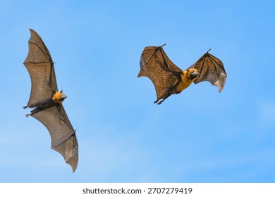The flying fox, a fruit eater, is native to Southeast Asia.