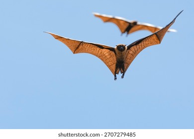The flying fox, a fruit eater, is native to Southeast Asia.