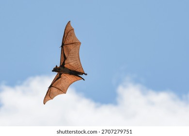 The flying fox, a fruit eater, is native to Southeast Asia.