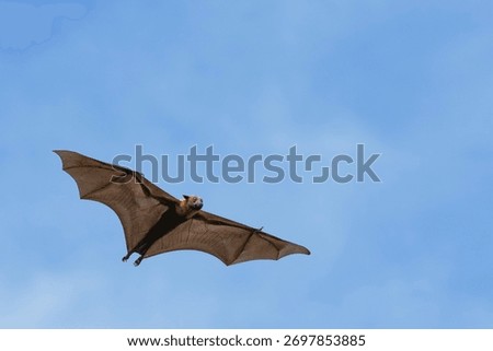 The flying fox, a fruit eater, is native to Southeast Asia.