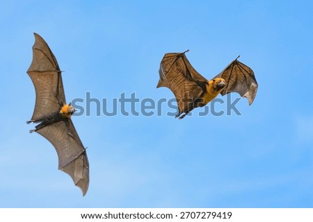 The flying fox, a fruit eater, is native to Southeast Asia.