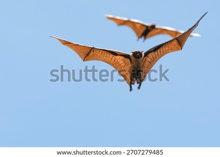 The flying fox, a fruit eater, is native to Southeast Asia.