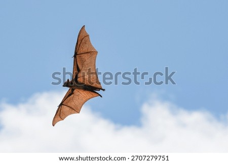 The flying fox, a fruit eater, is native to Southeast Asia.