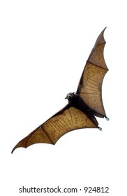 Flying Fox - Huge Bat