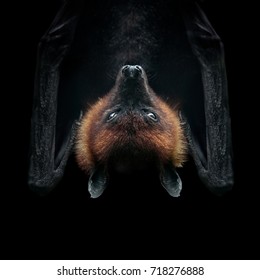 Flying Fox Isolated On Black Face Closeup