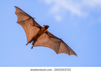 Flying Fox on Maldives island. Fruit bat flying. Gray-headed Flying Fox (Pteropus poliocephalus).