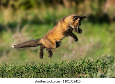 Flying Fox - A Red Fox Kit Launches In A Sneak Attack On One Of Its Siblings.